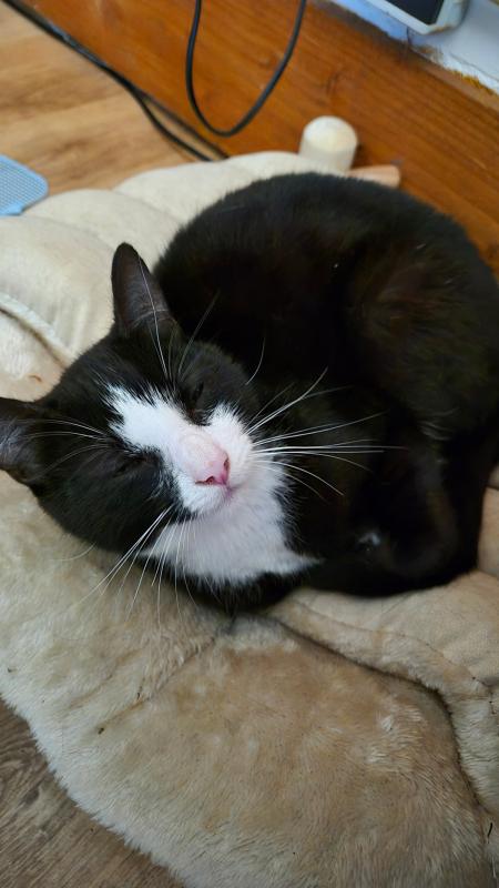 Pippeloen (Pippie)