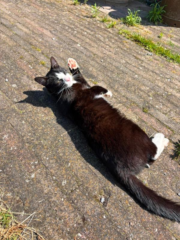 Pippeloen (Pippie)