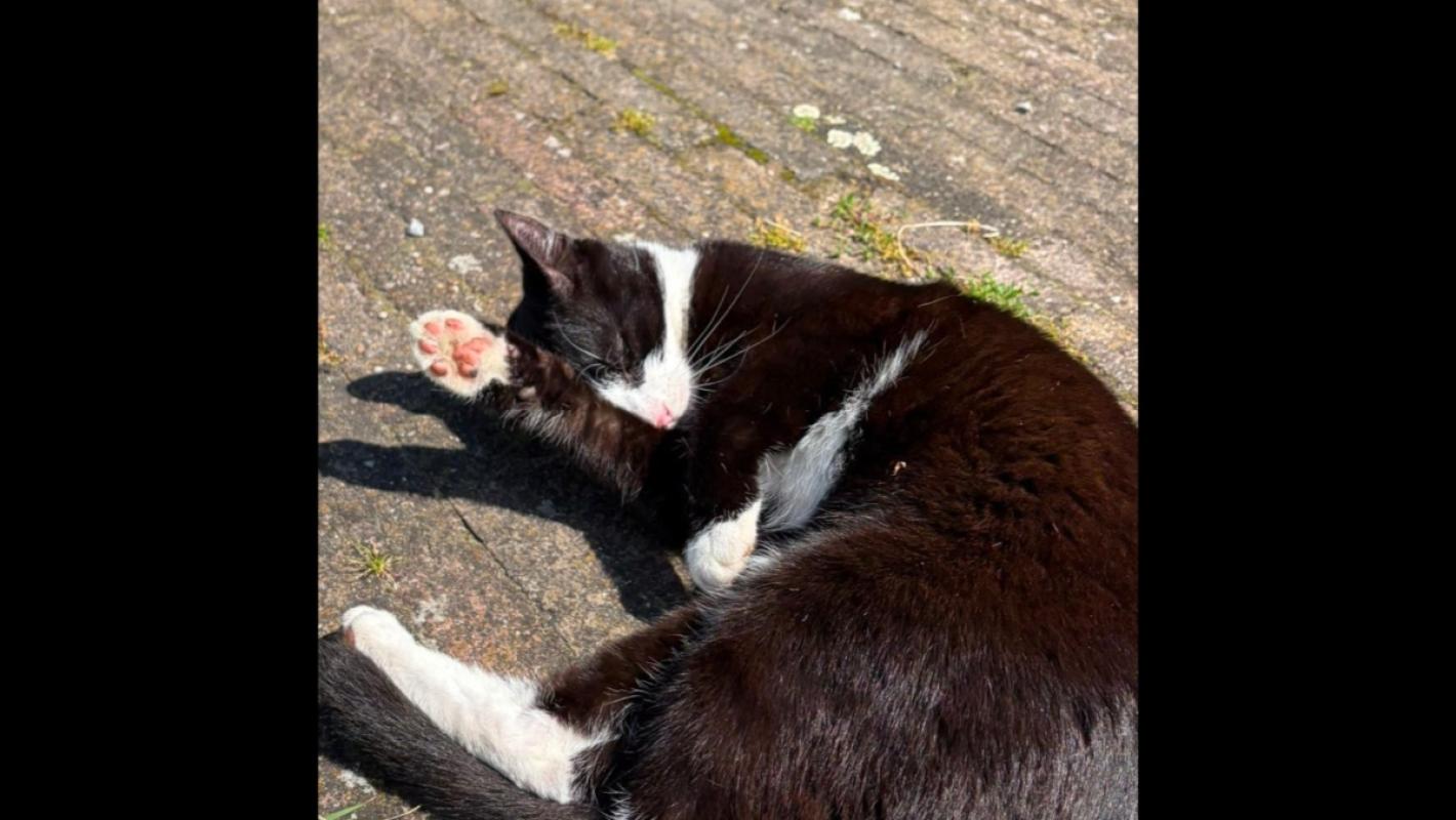 Pippeloen (Pippie)