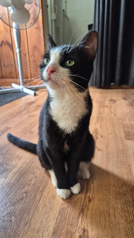 Pippeloen (Pippie)