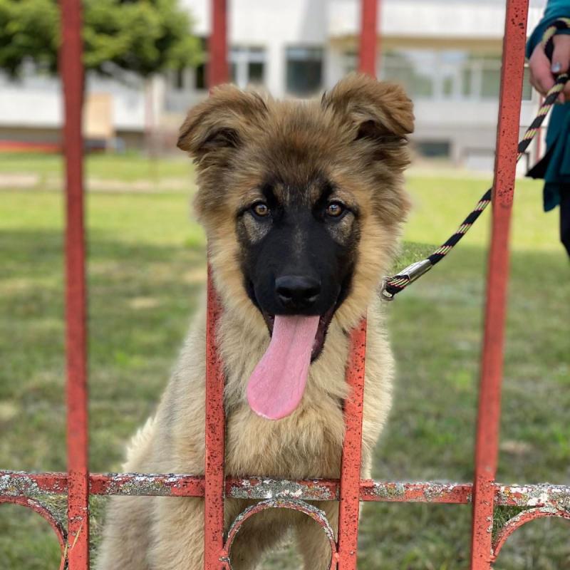 Niko