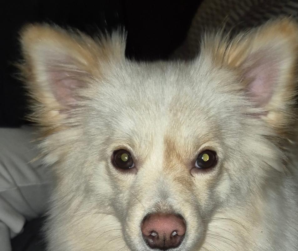 Lola