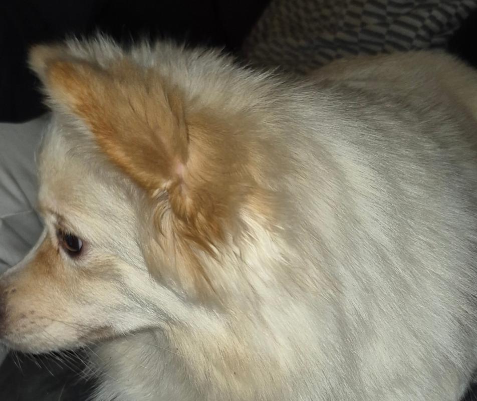 Lola
