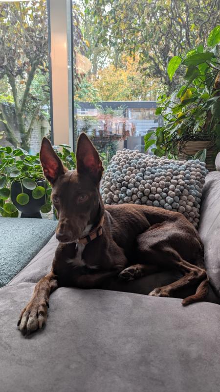 Tilda