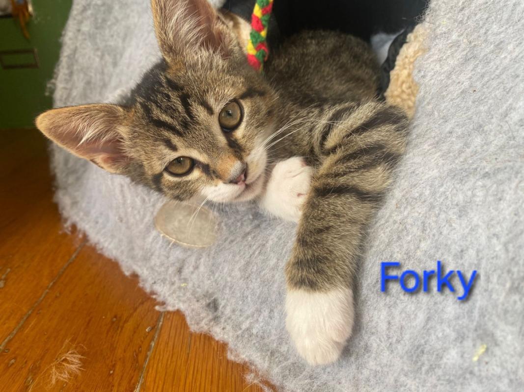 Forky