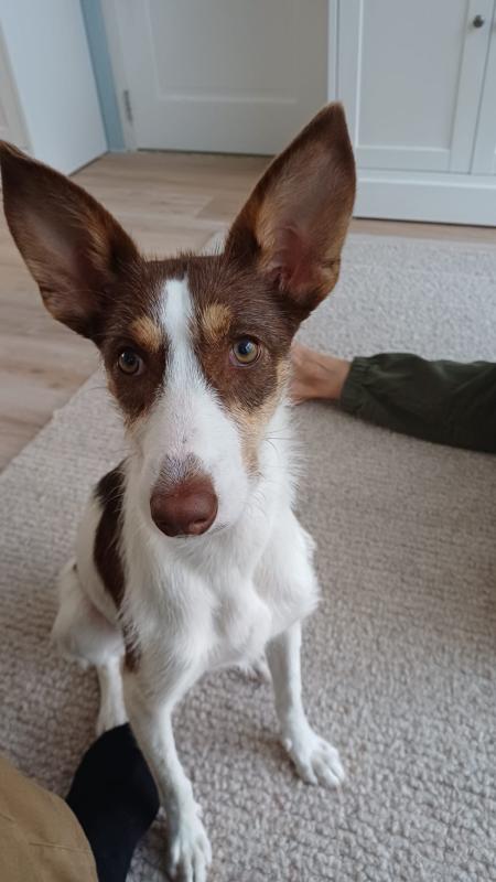 Mimi
