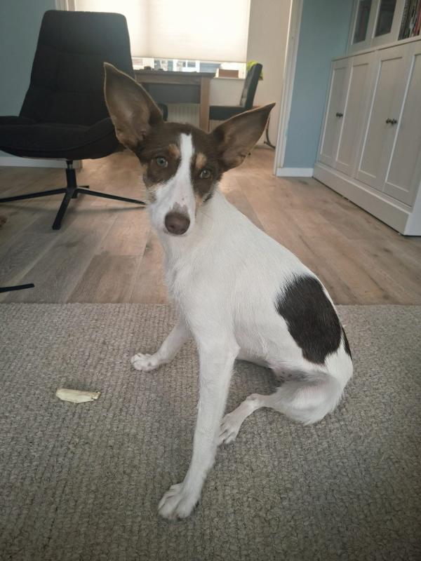 Mimi