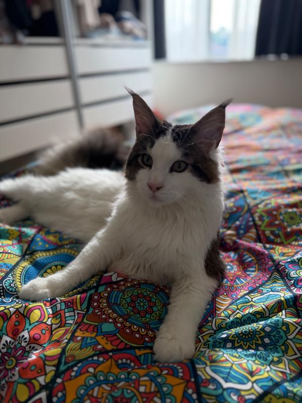 Ollie