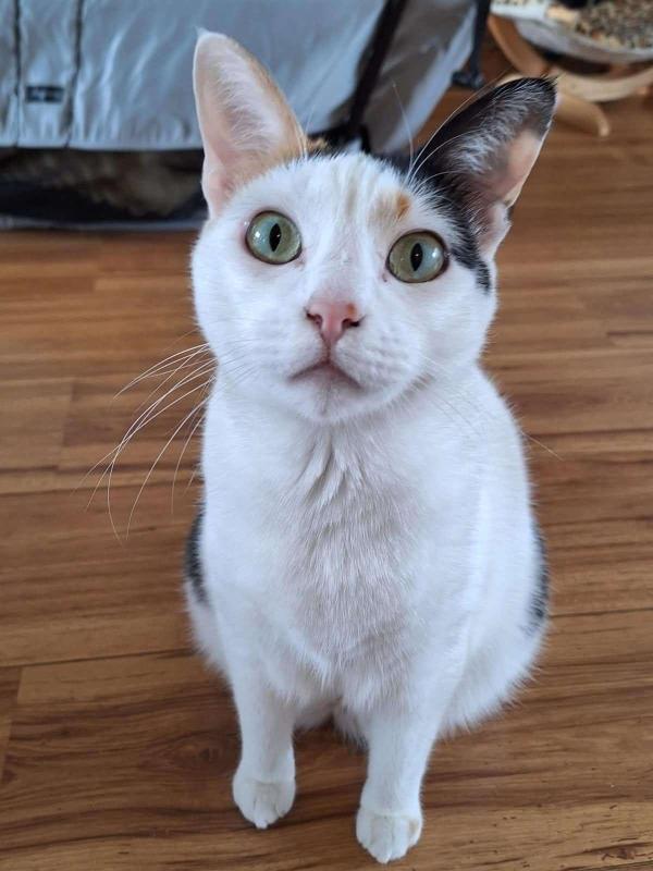 Nika