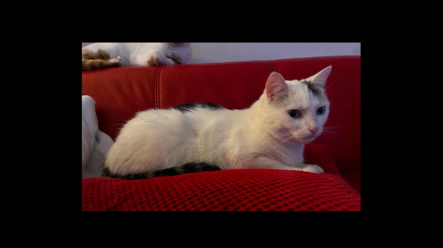 Bella