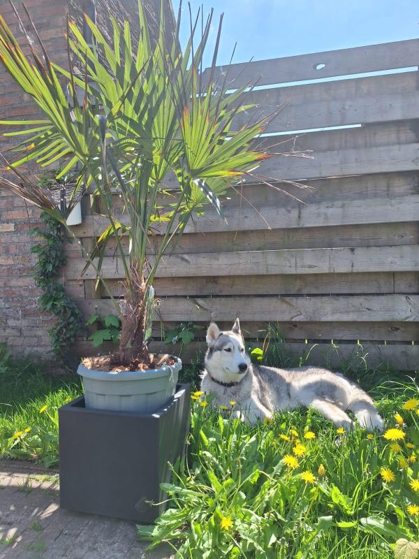Luna