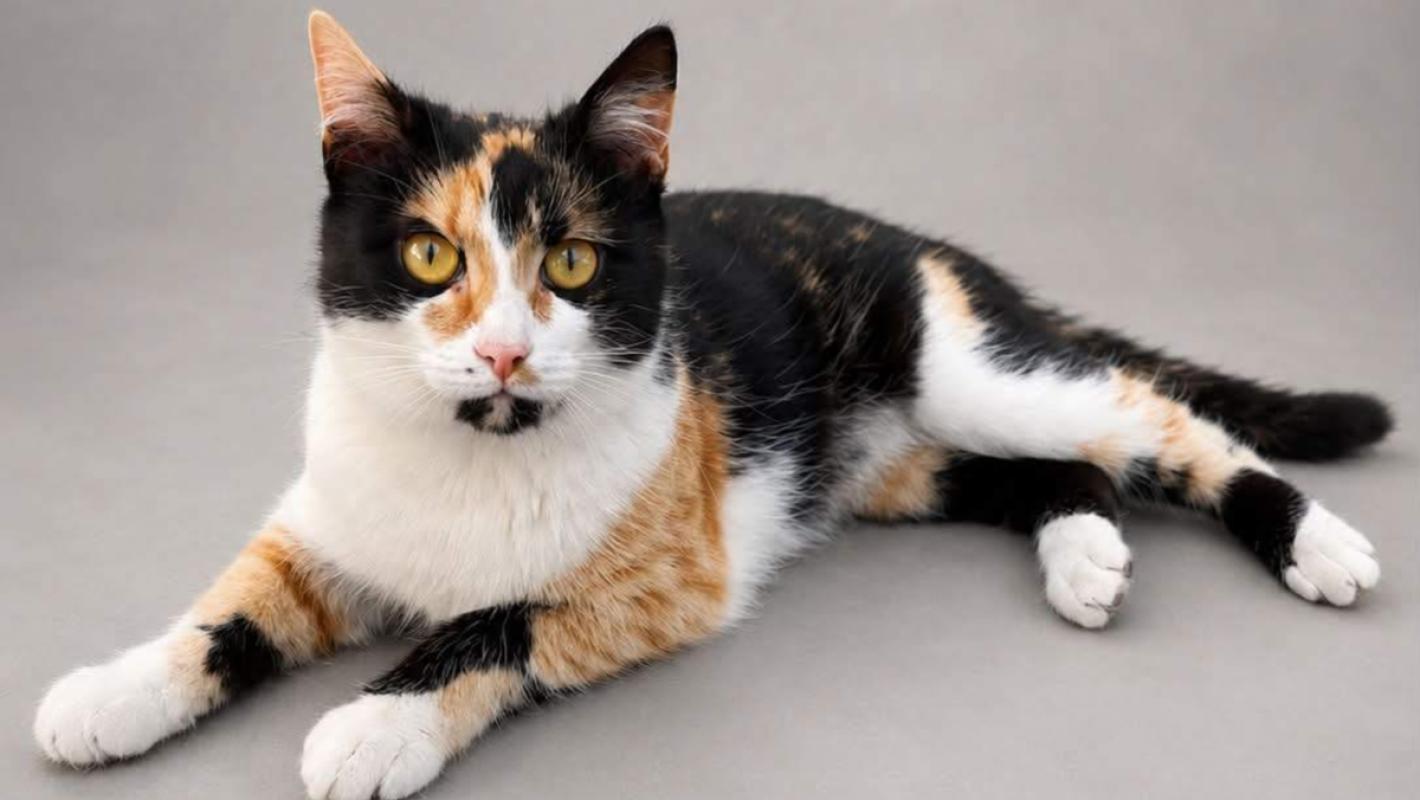 Sophie
