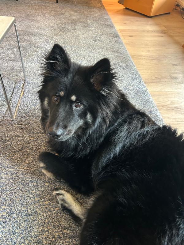 Kaya