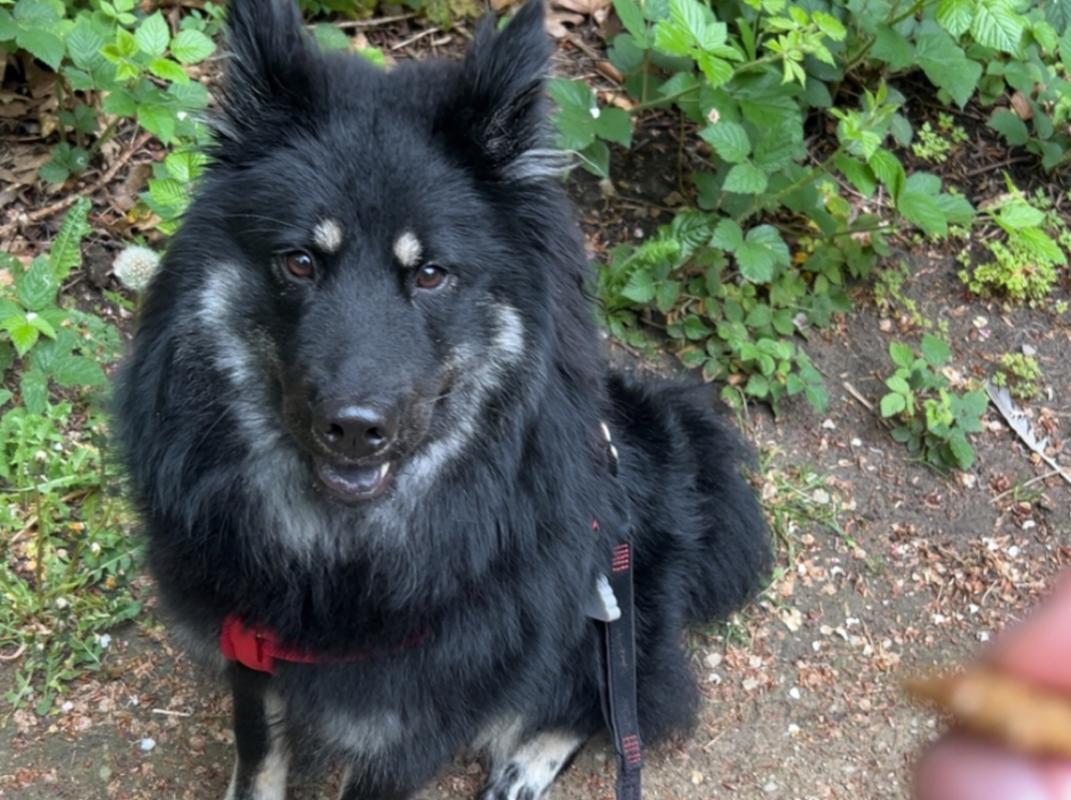 Kaya