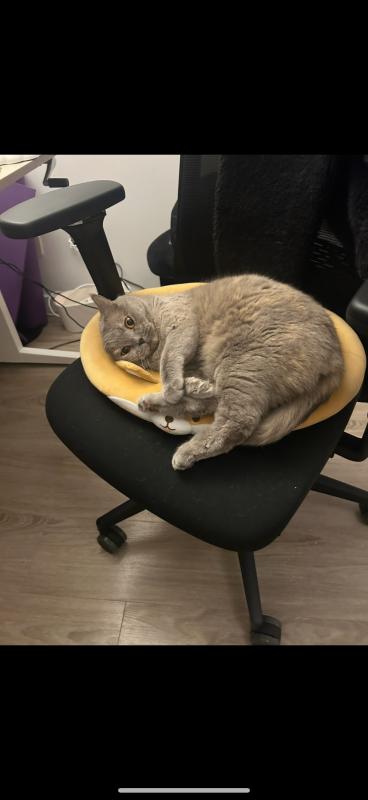 Grommy (Eevee)
