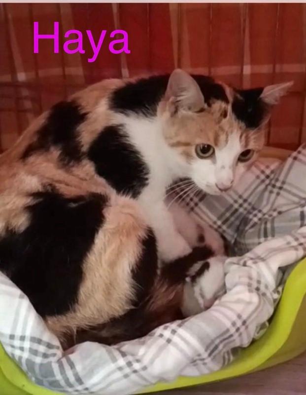 Haya