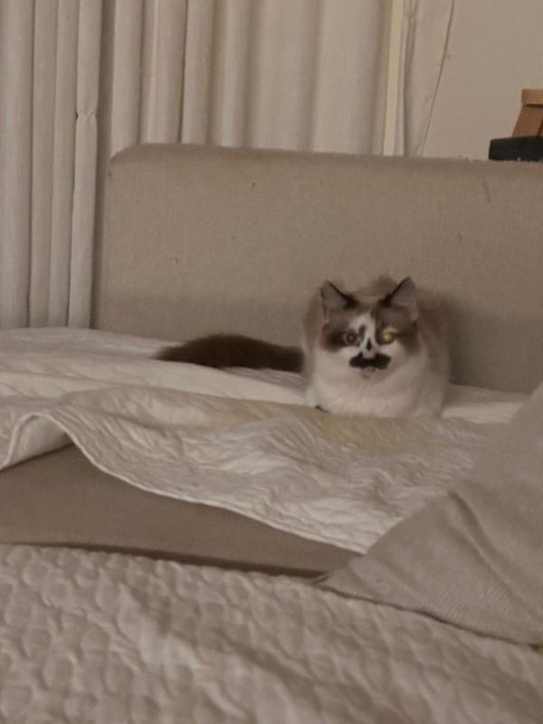 Millie