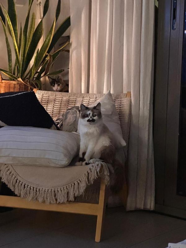 Millie