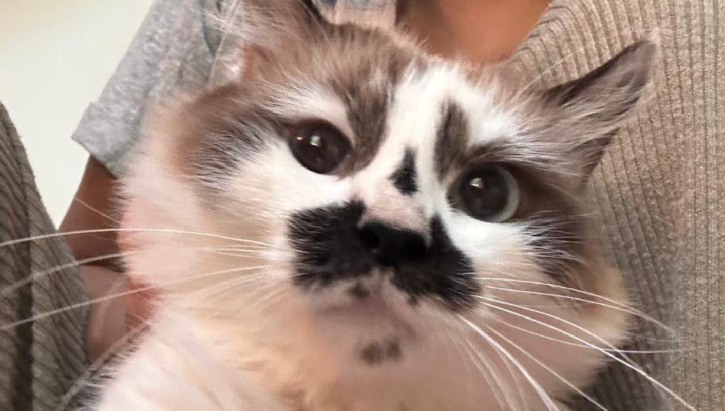 Millie