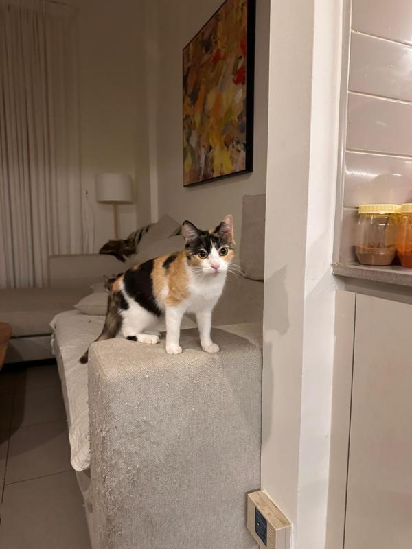 Kittie