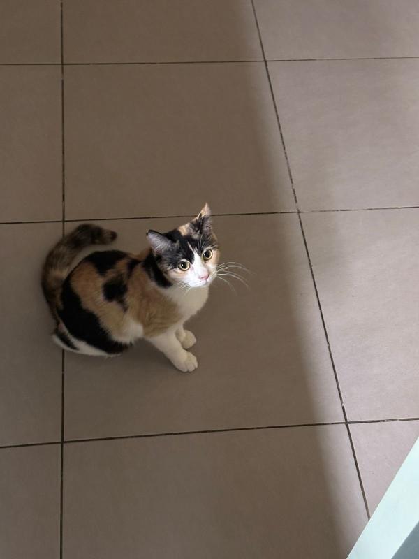 Kittie