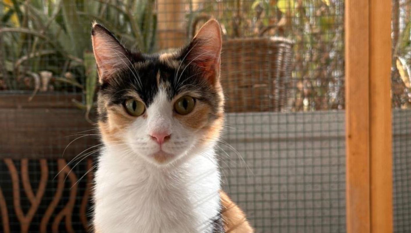 Kittie