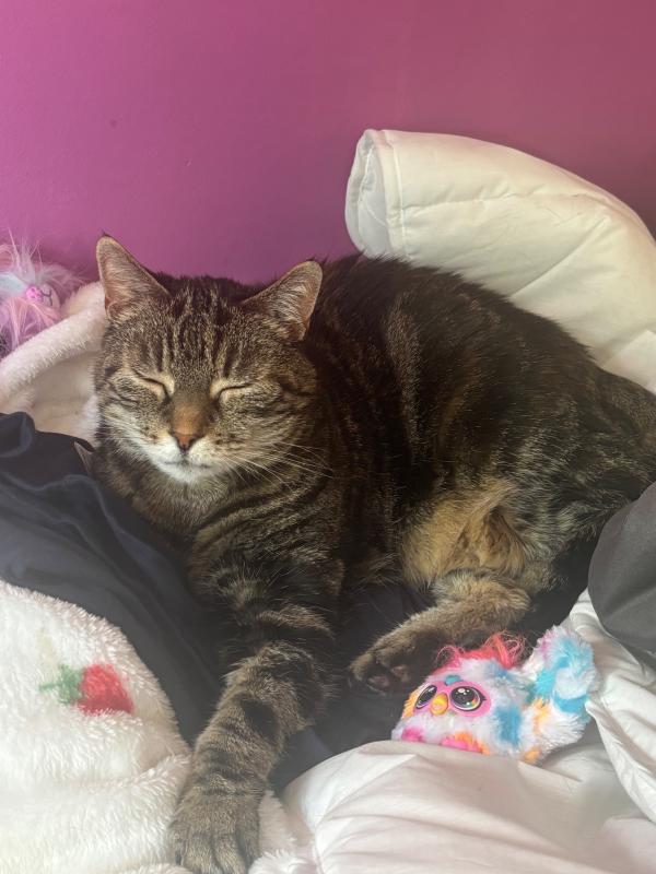 Kitty