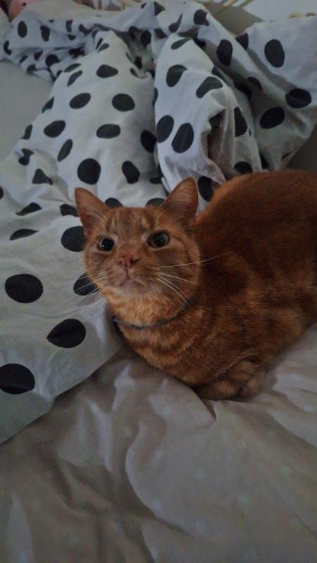 Sammie