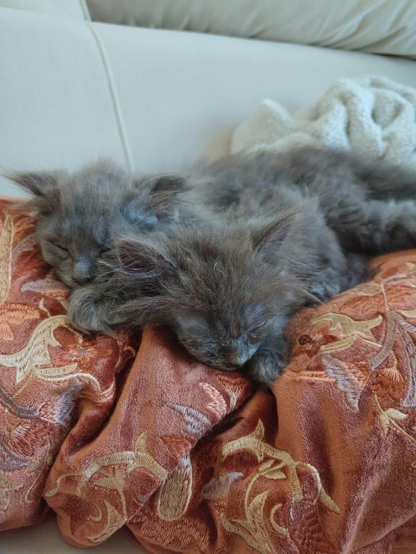 Pluis