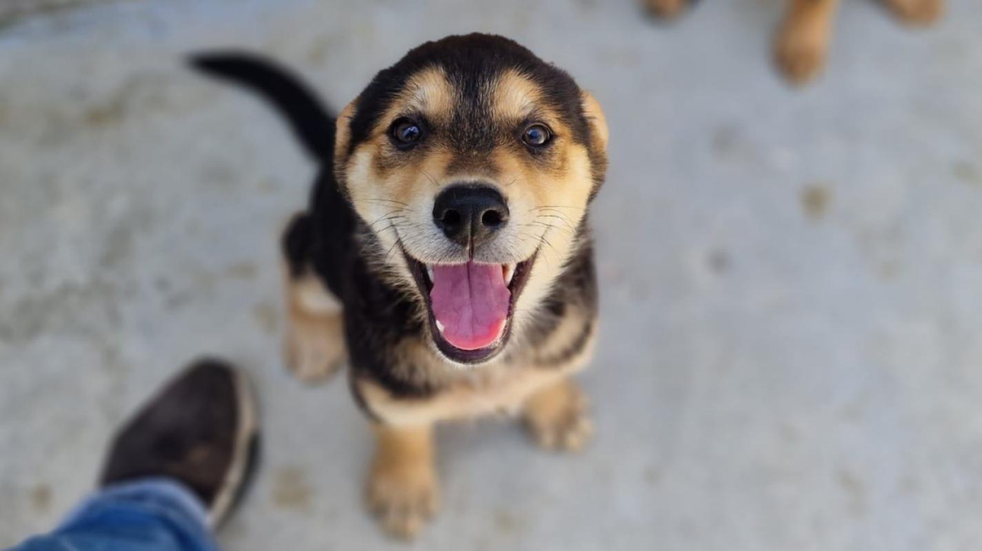 Maya