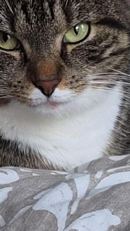 Tofu