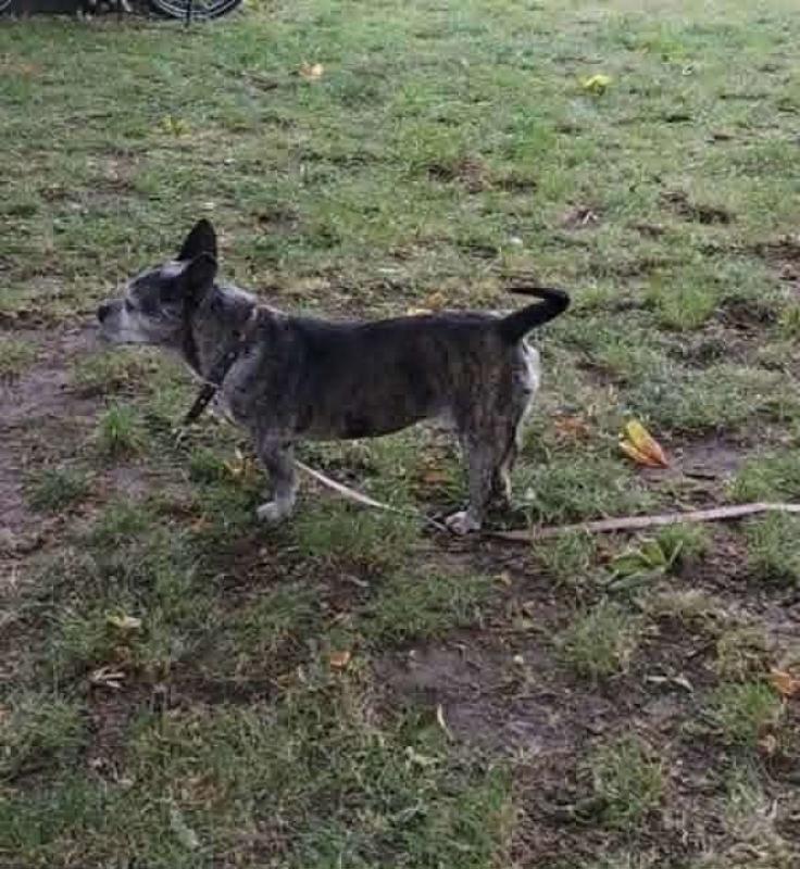 Ida