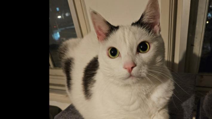 Kurt