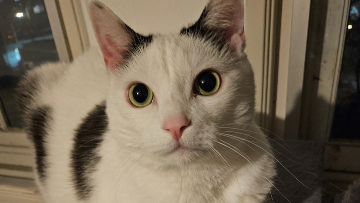 Kurt