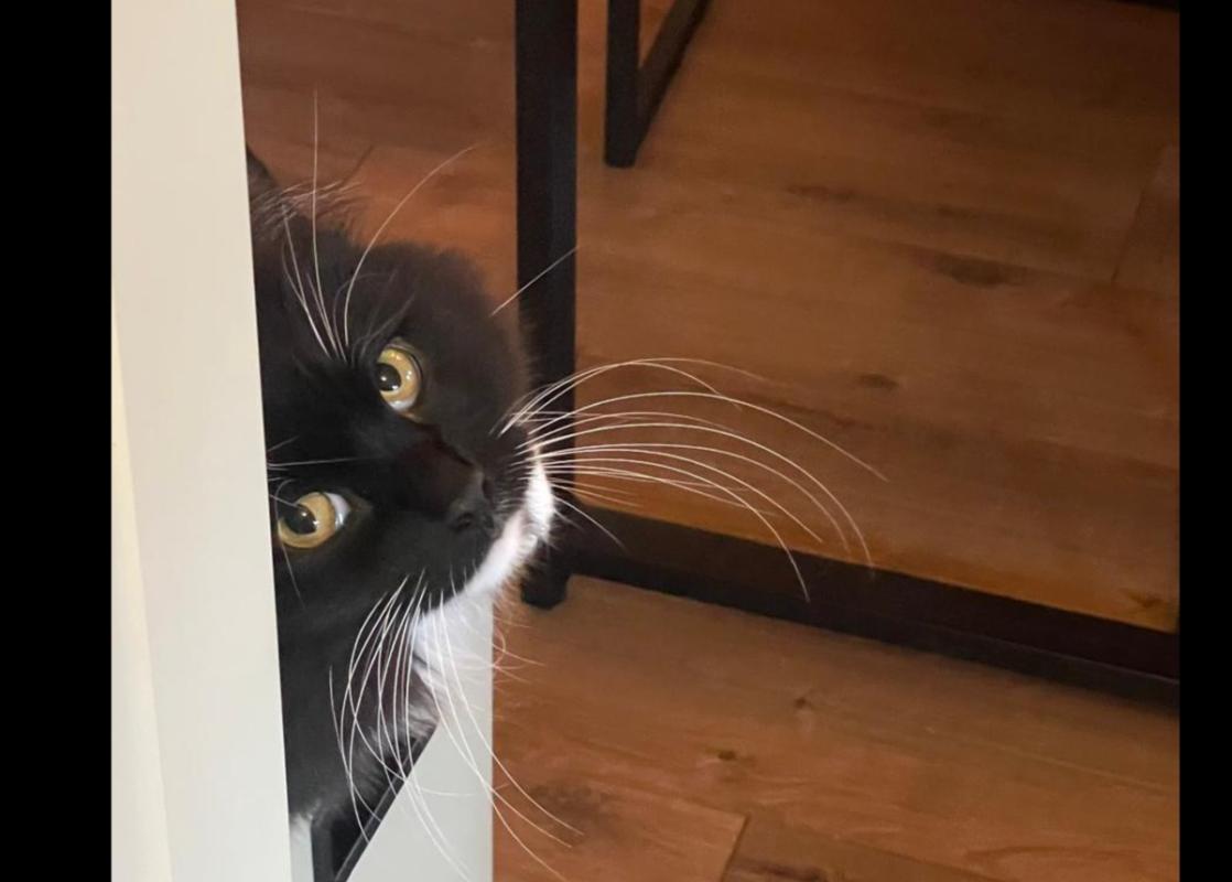 Pino