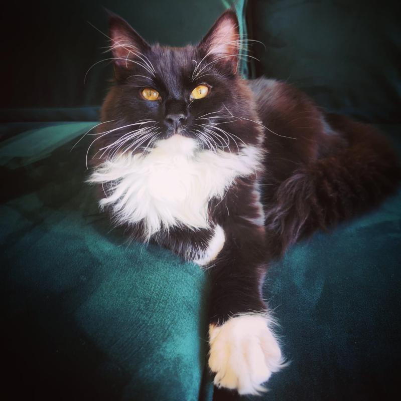 Pino