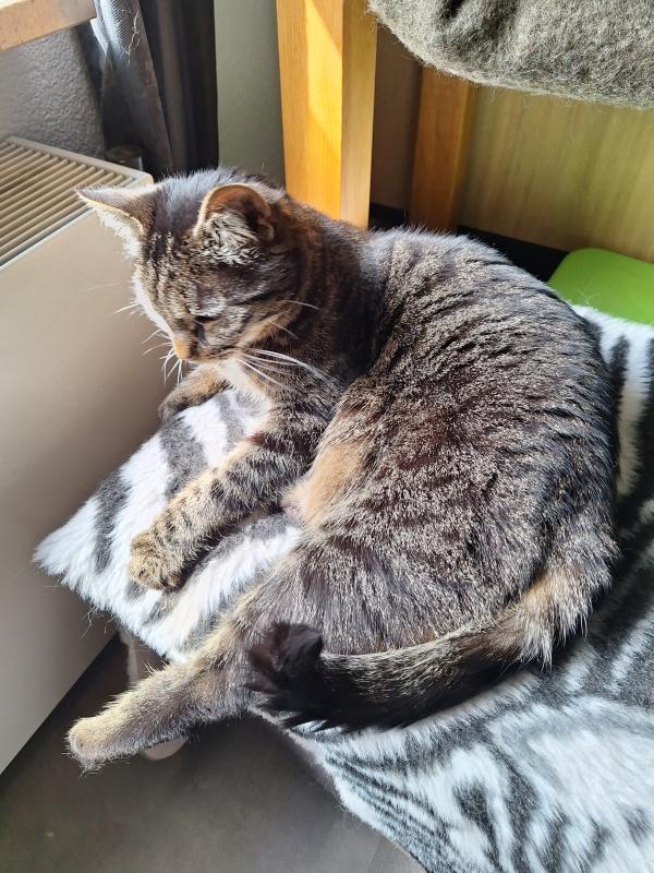 Milou