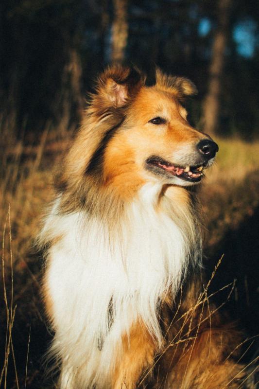 Egor