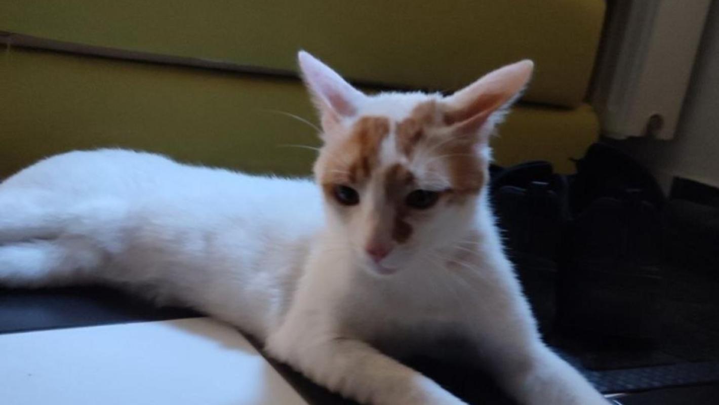 Leo