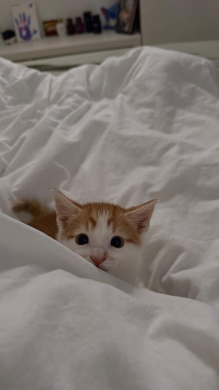 Garfield