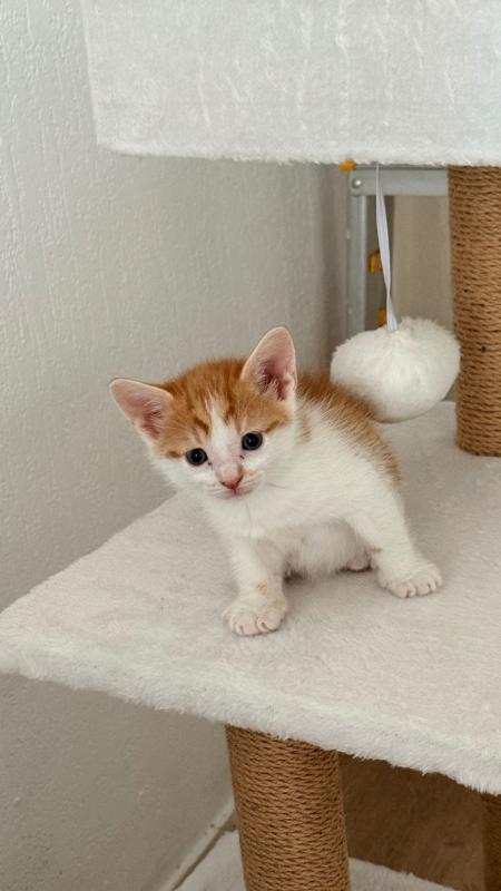 Garfield