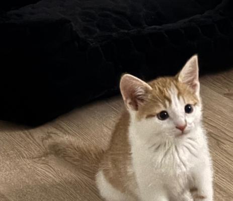 Garfield