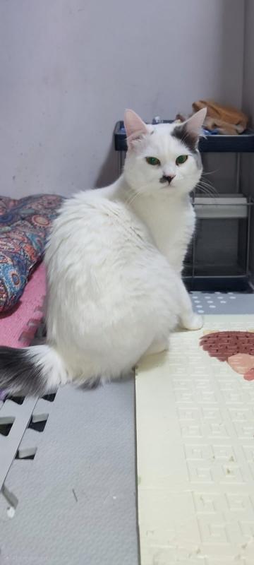 Isolde