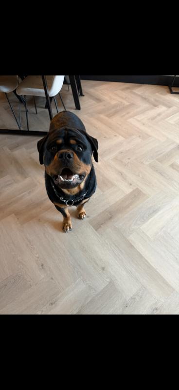 Bruno