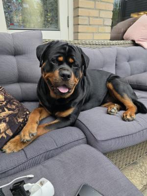 Bruno