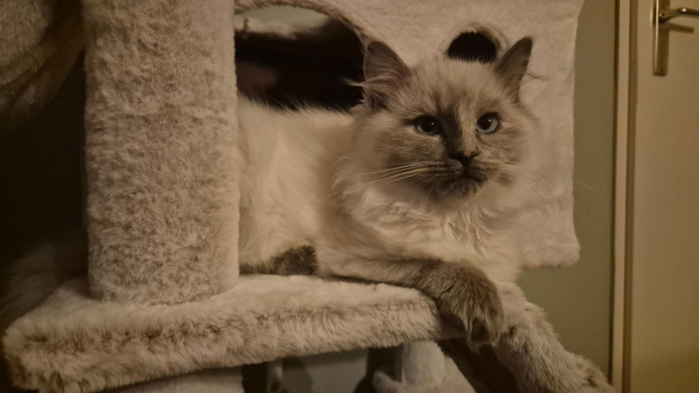 Yuki