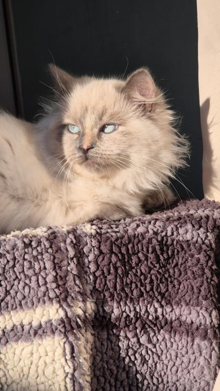 Yuki