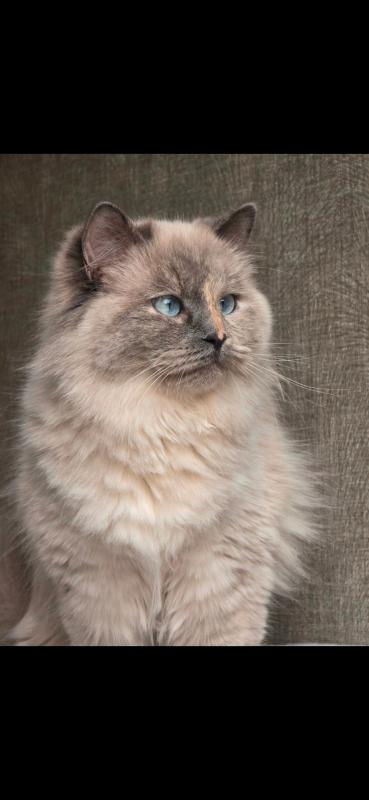 Yuki