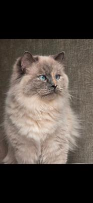 Yuki