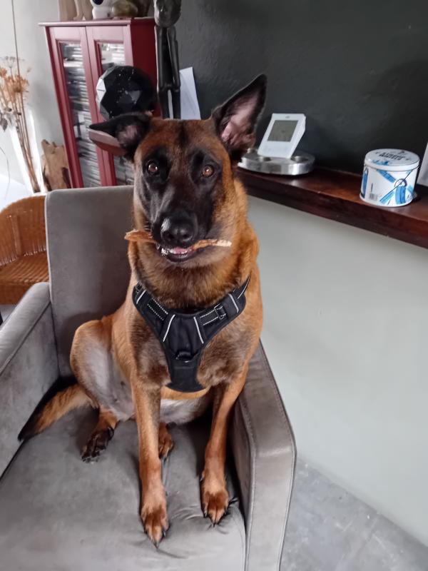 Koda